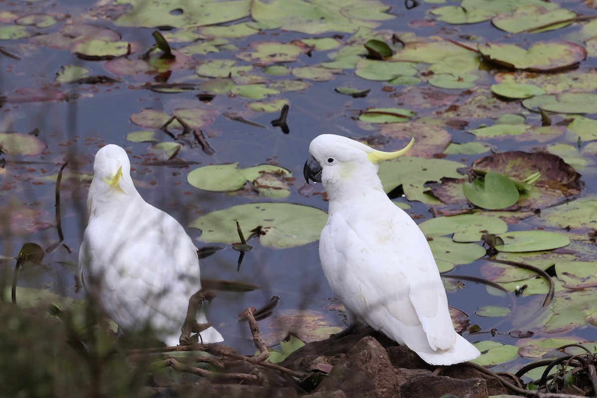 Sulphur-crested Cockatoo - ML601148971