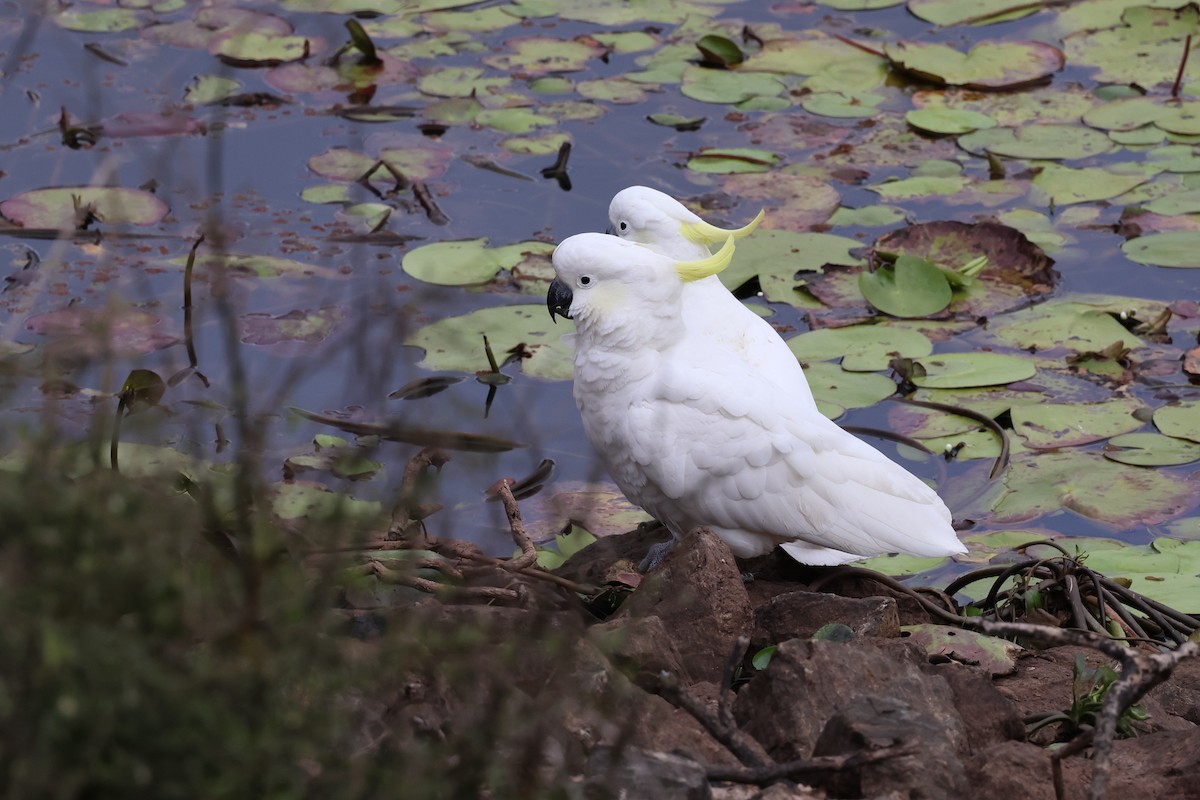 Sulphur-crested Cockatoo - ML601148981