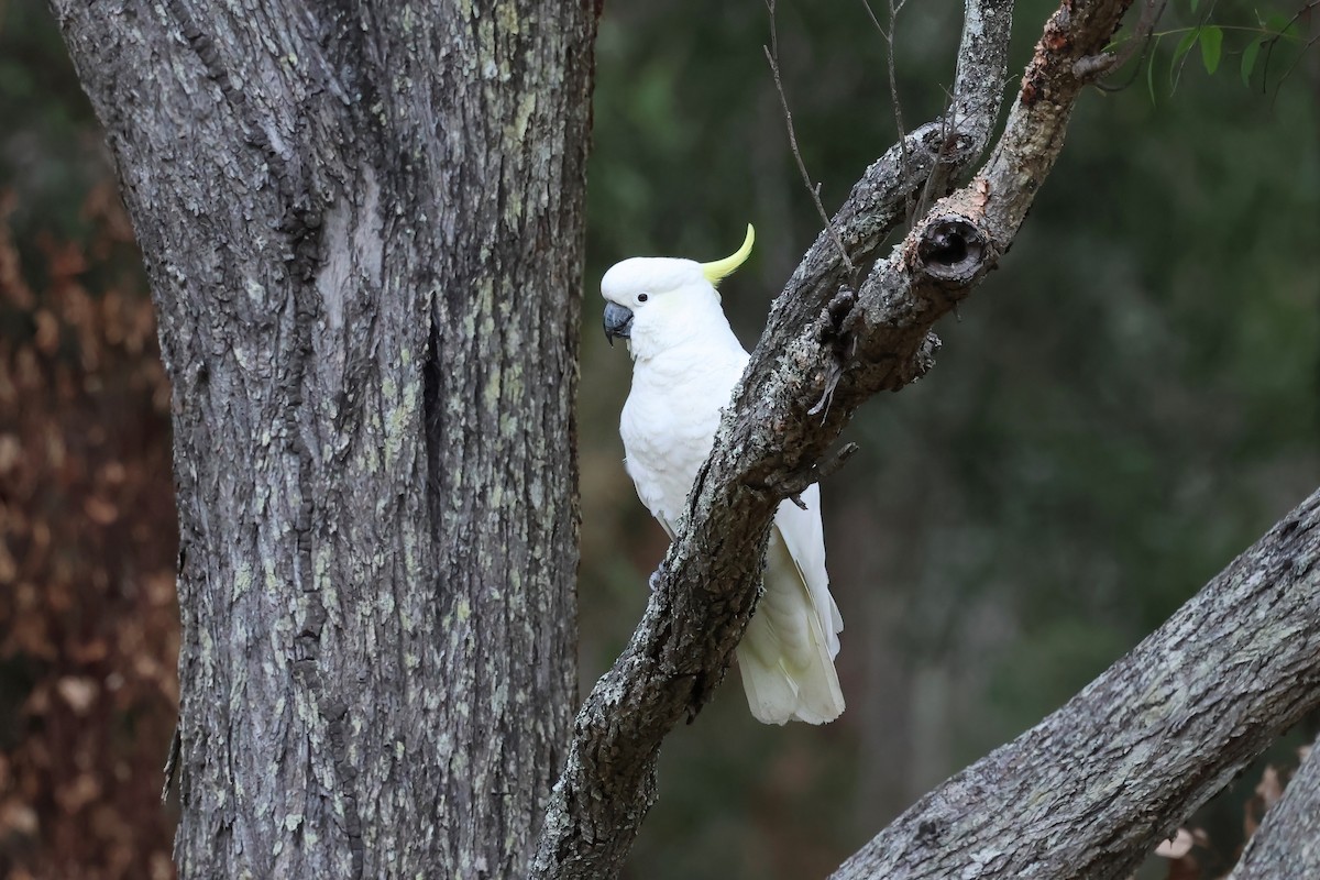 Sulphur-crested Cockatoo - ML601149031