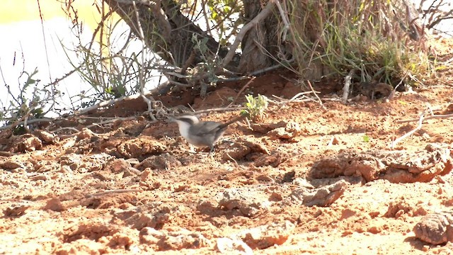 White-browed Babbler - ML601149081