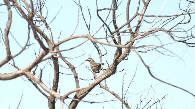 White-browed Babbler - ML601149101