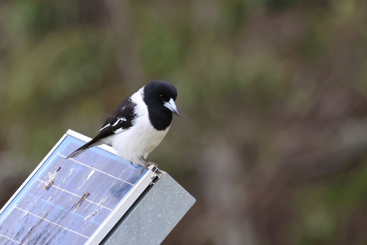 Pied Butcherbird - ML601149281