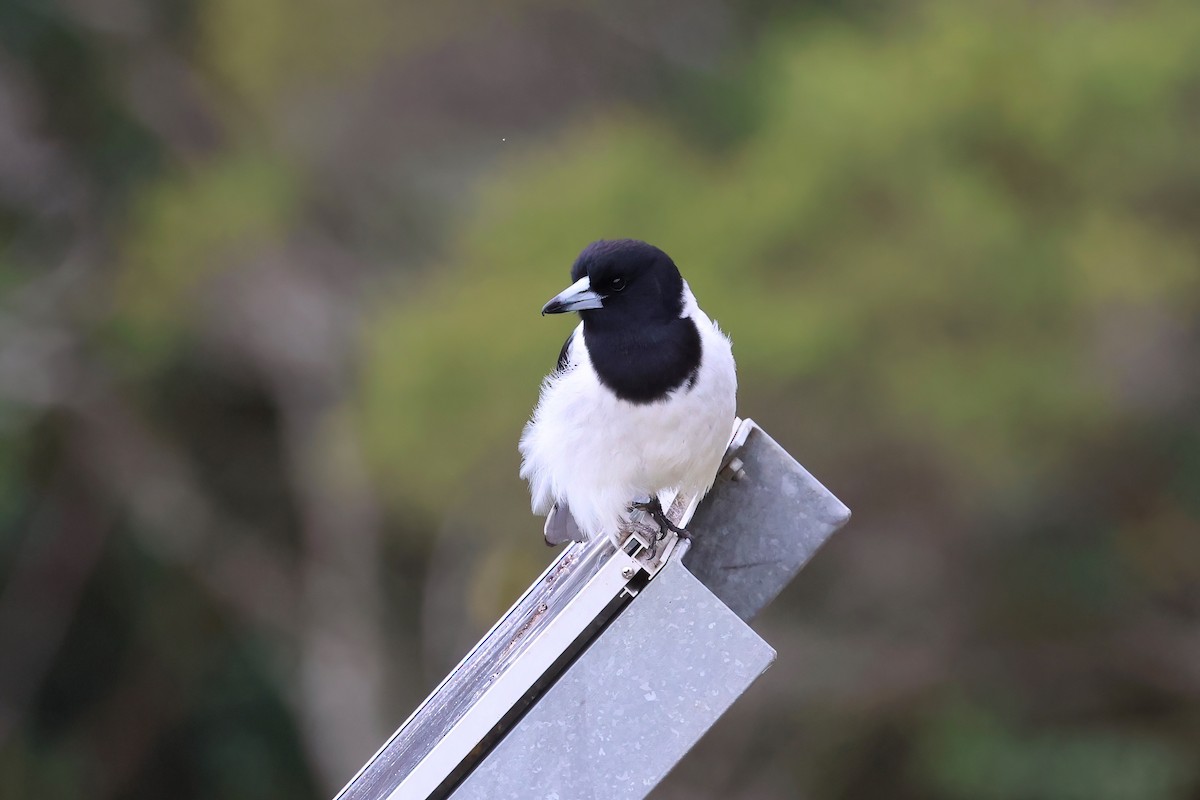 Pied Butcherbird - ML601149291
