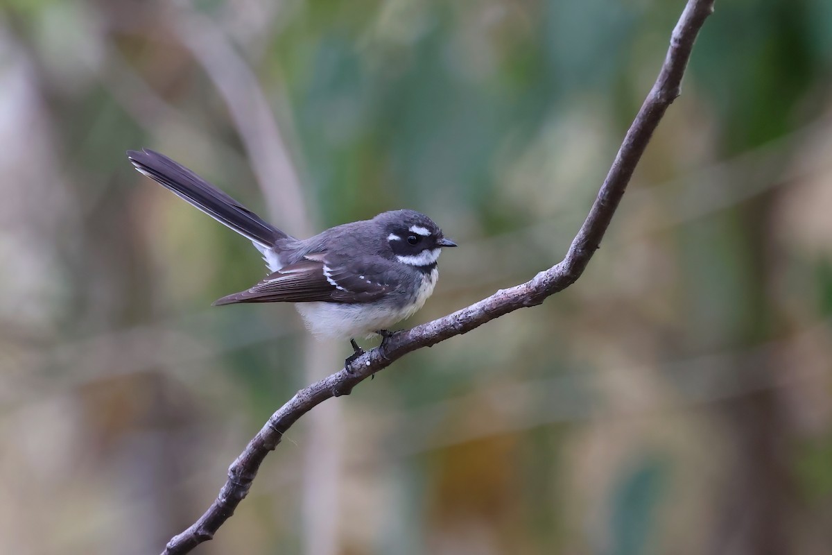 Gray Fantail - ML601149361