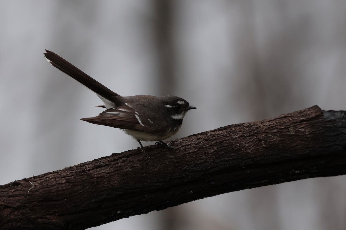 Gray Fantail - ML601149371