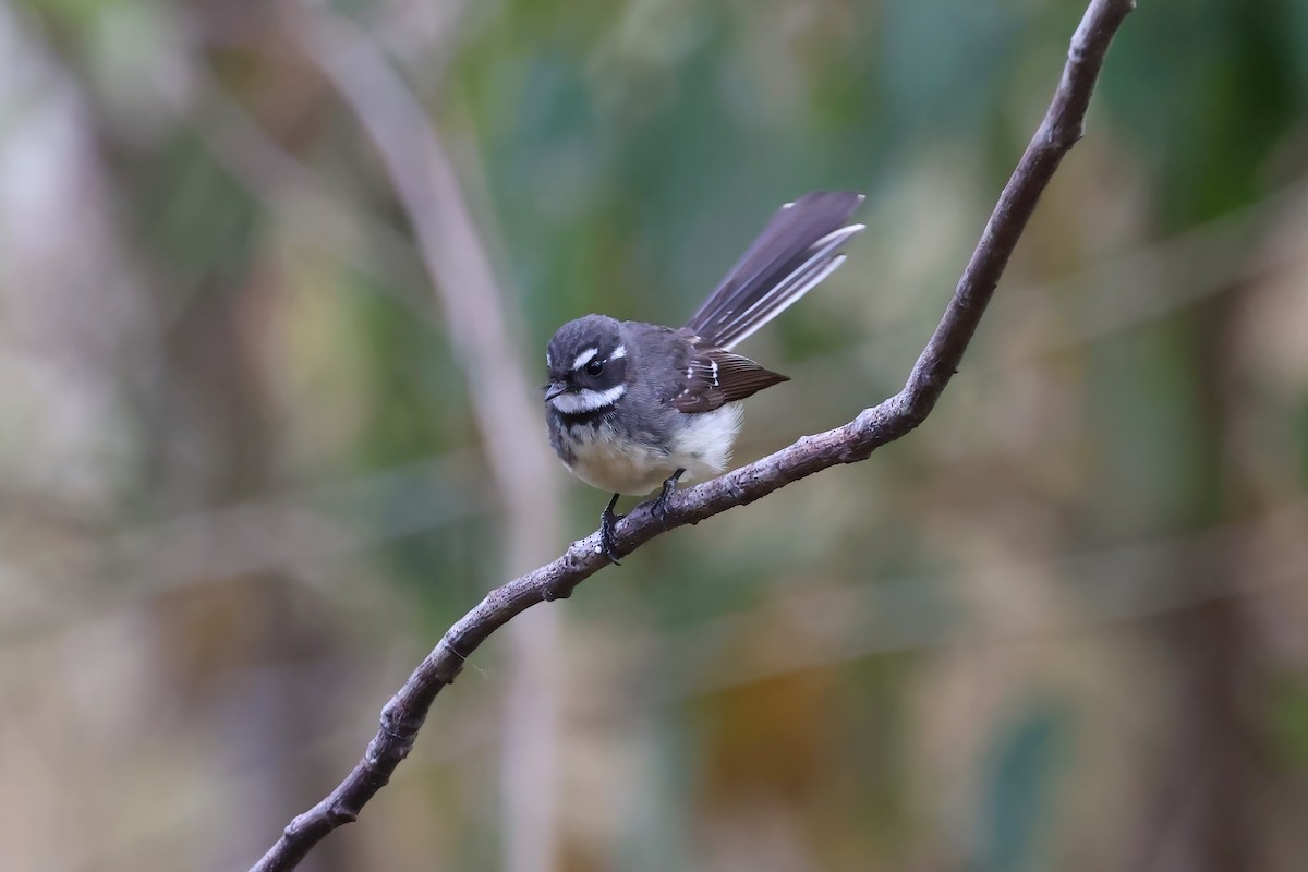 Gray Fantail - ML601149411