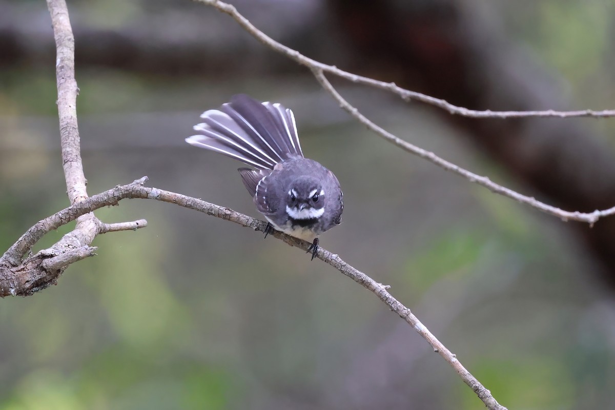 Gray Fantail - ML601149441