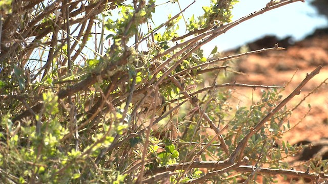 Singing Honeyeater - ML601149501