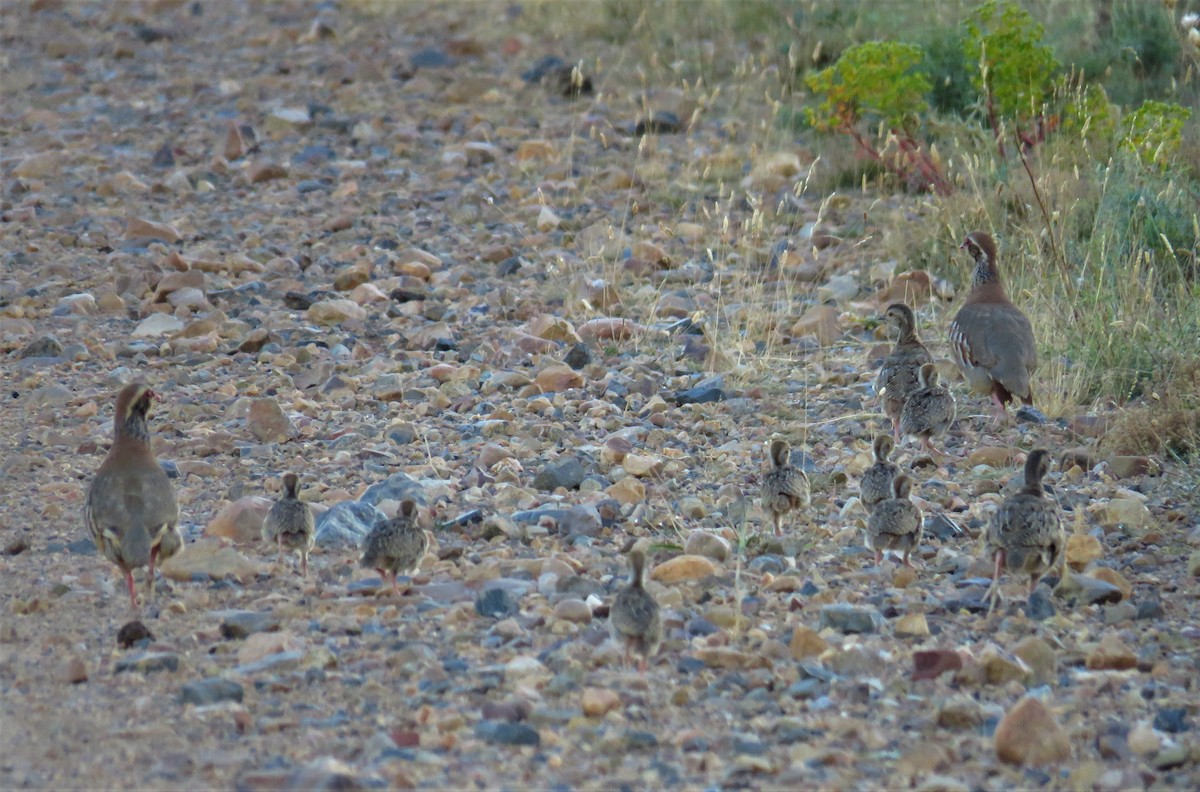 Red-legged Partridge - ML601150181