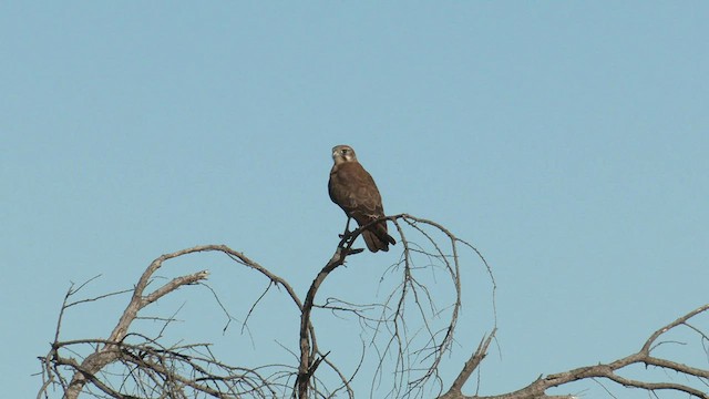 Brown Falcon - ML601150531