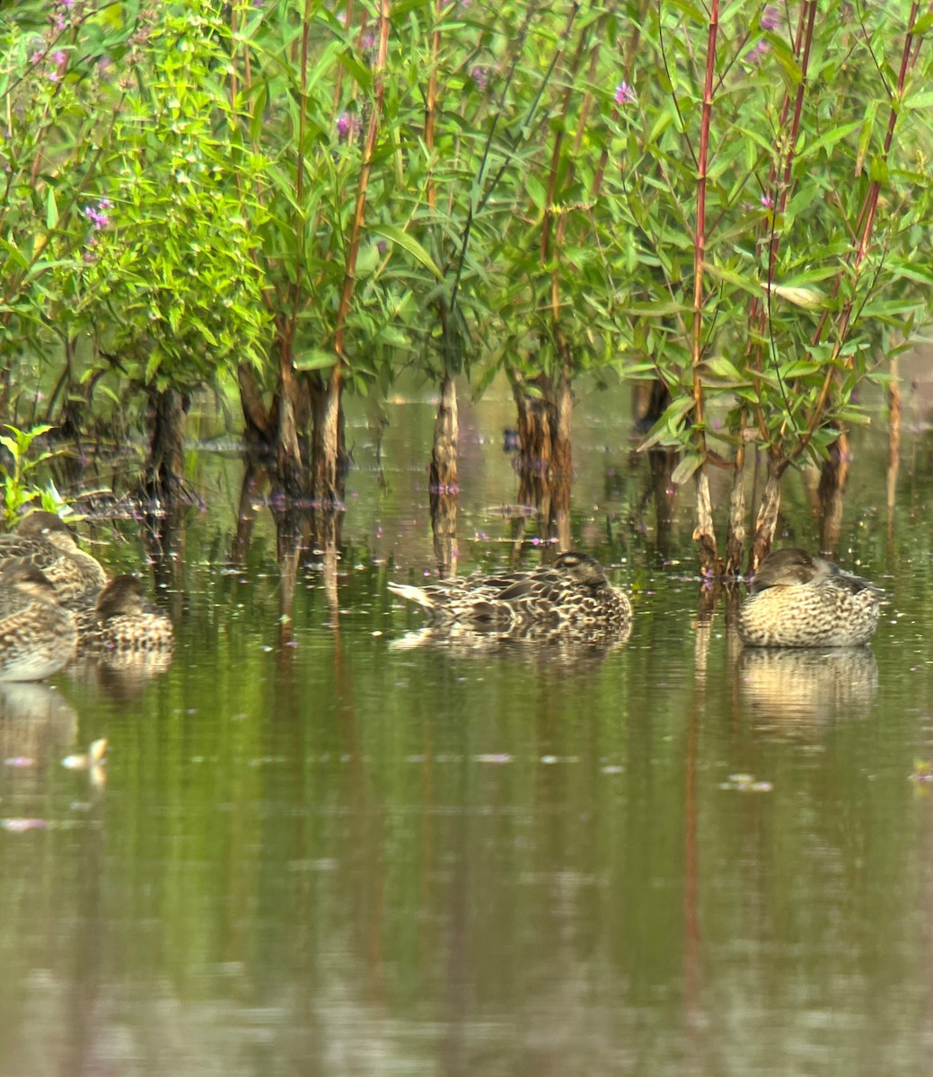 Garganey - ML601151931
