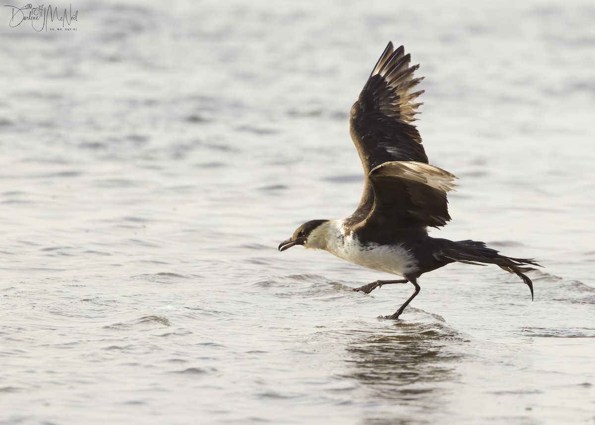 Pomarine Jaeger - Darlene J McNeil