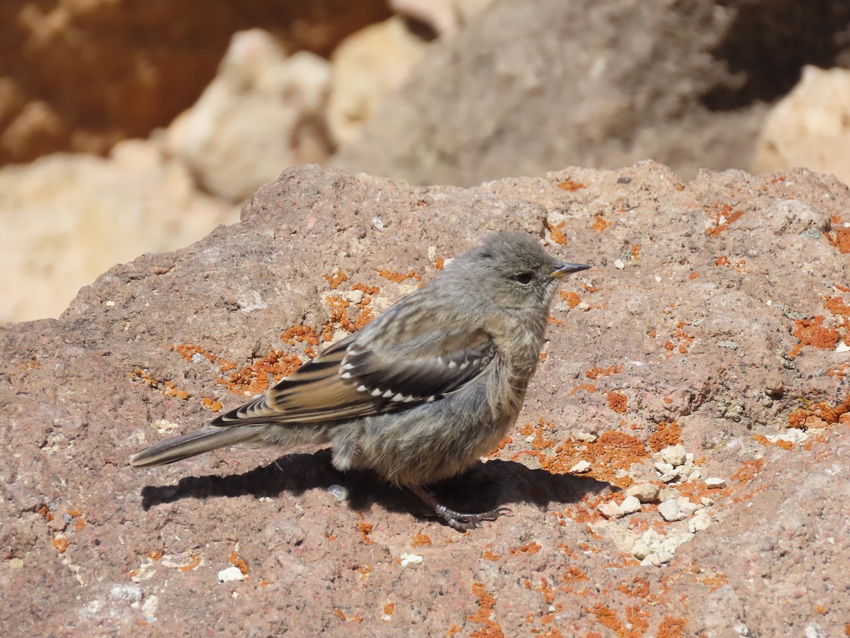 Alpine Accentor - ML601152251