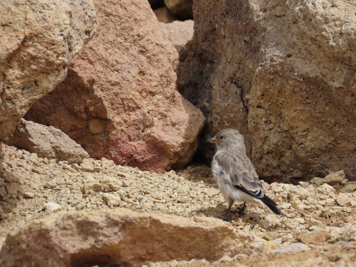 White-winged Snowfinch - ML601152351