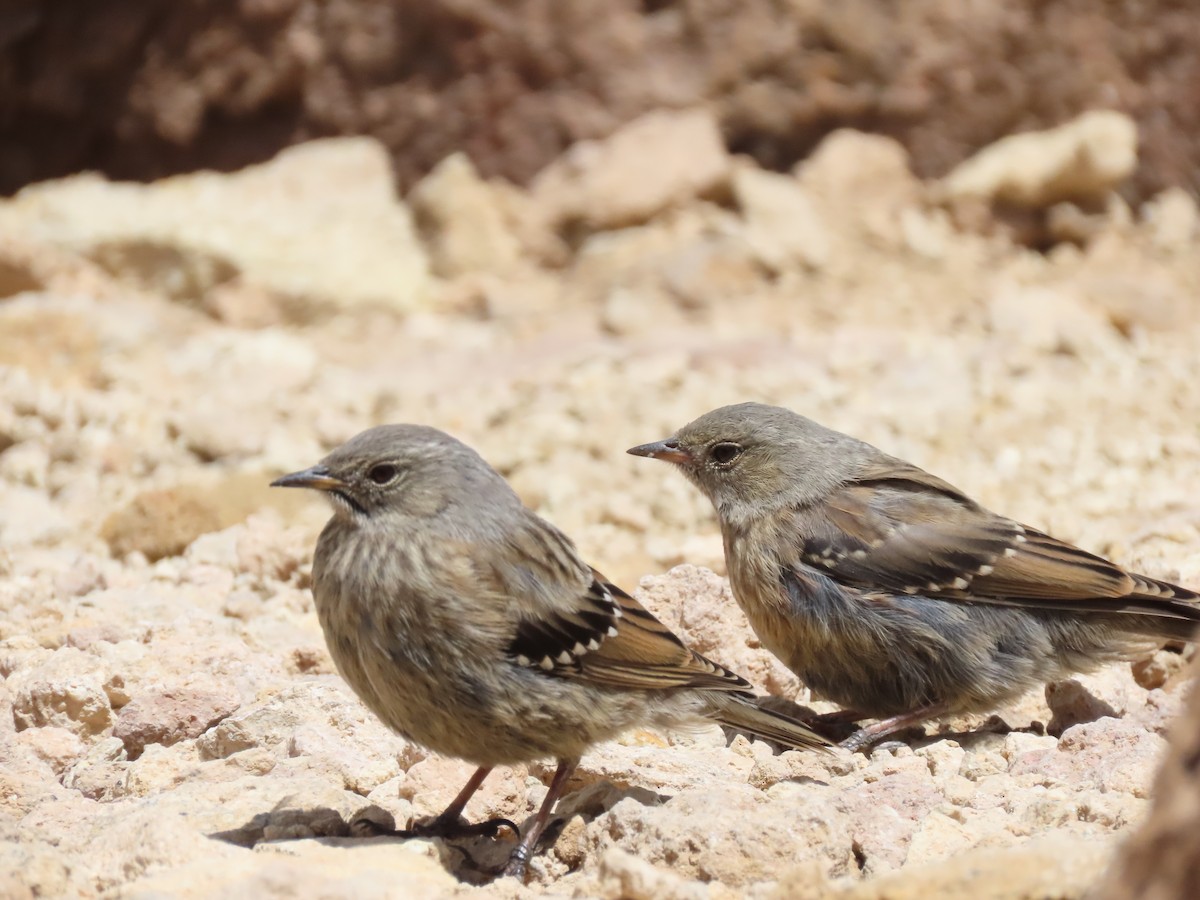 Alpine Accentor - ML601152391