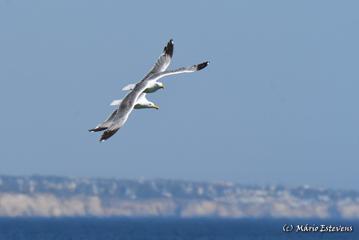 Gaviota Patiamarilla - ML601152501