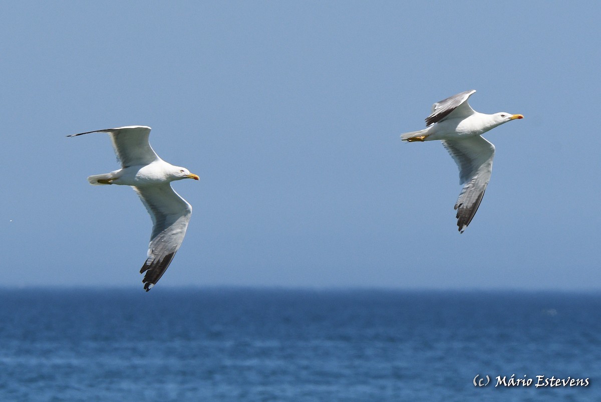 Gaviota Patiamarilla - ML601152511