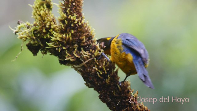 Lacrimose Mountain Tanager (palpebrosus Group) - ML601153031