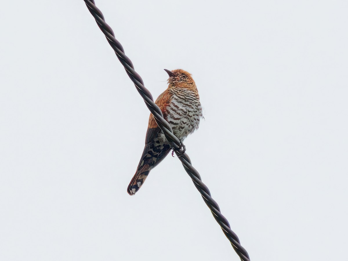 Violet Cuckoo - Ravi Iyengar