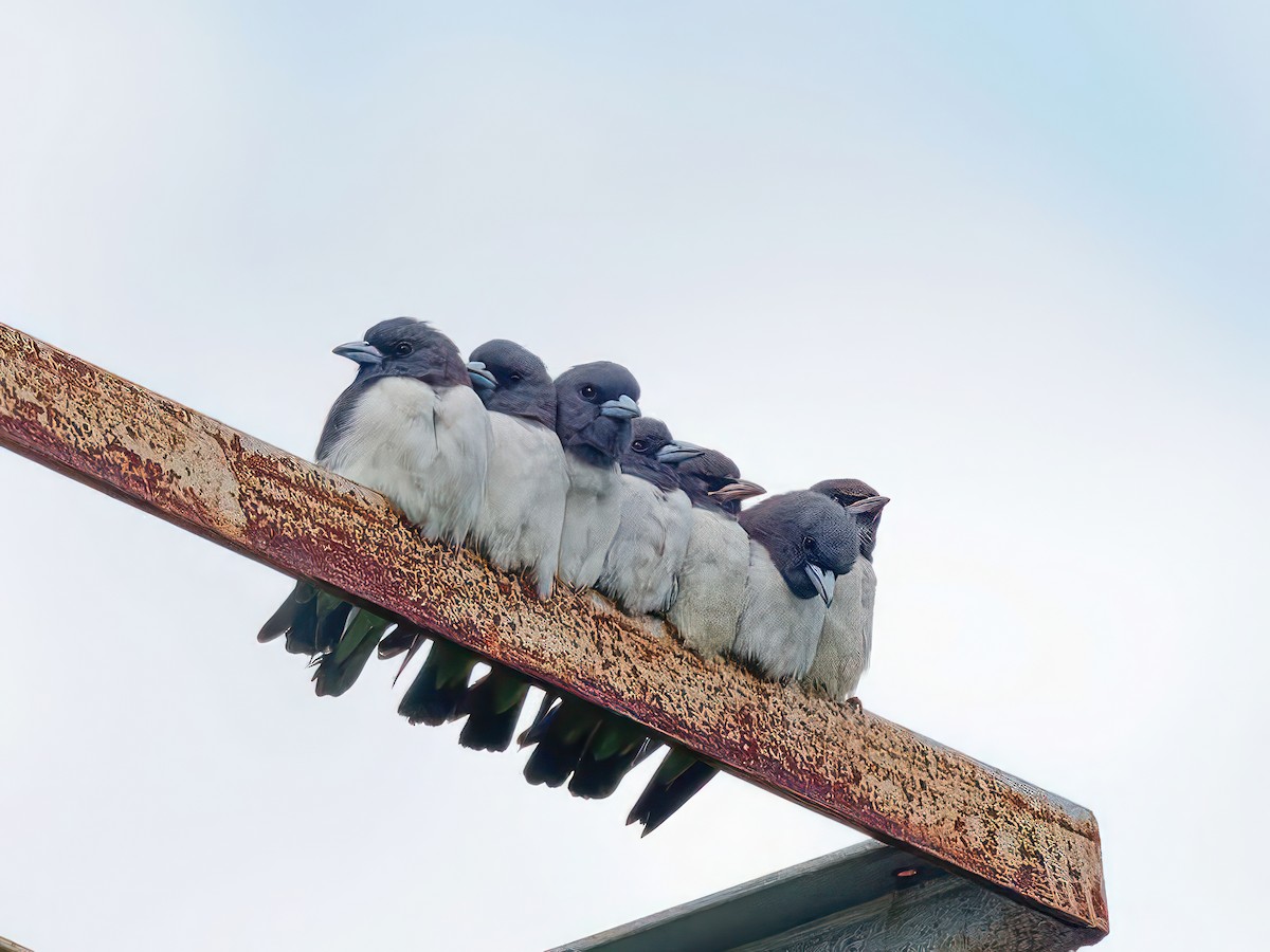 White-breasted Woodswallow - ML601153481