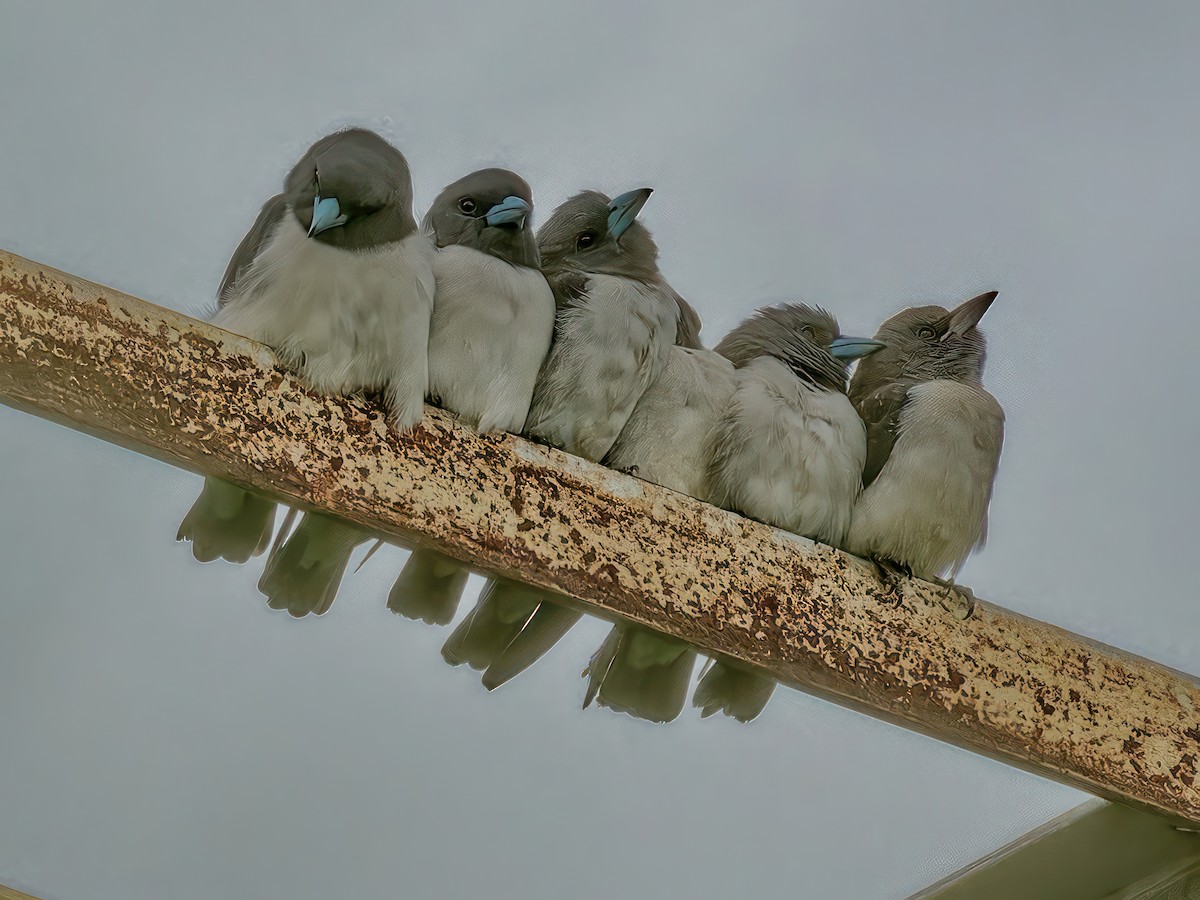 White-breasted Woodswallow - ML601153491