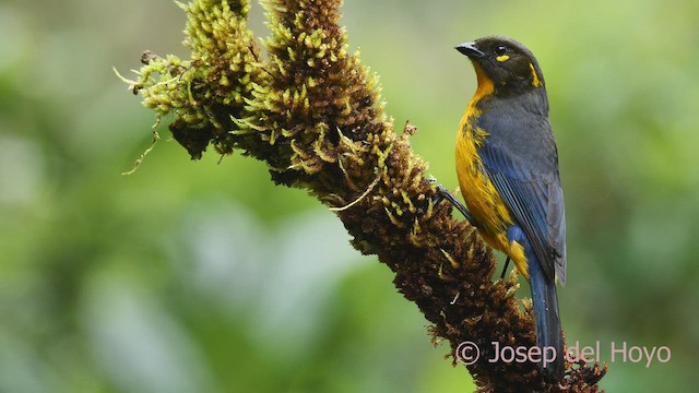 Lacrimose Mountain Tanager (palpebrosus Group) - ML601153511