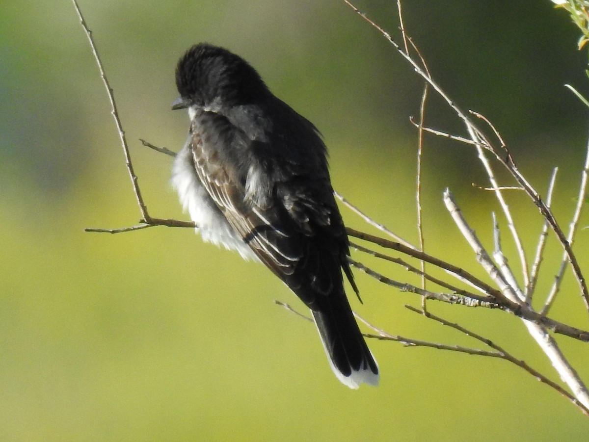 Eastern Kingbird - ML60115391