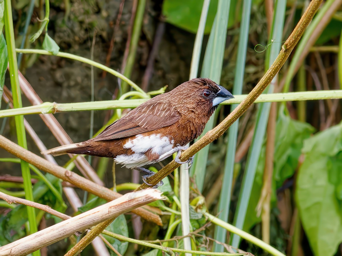 White-bellied Munia - ML601153921