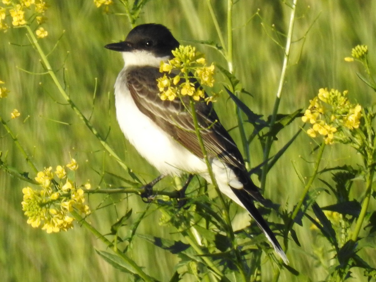 Eastern Kingbird - ML60115411