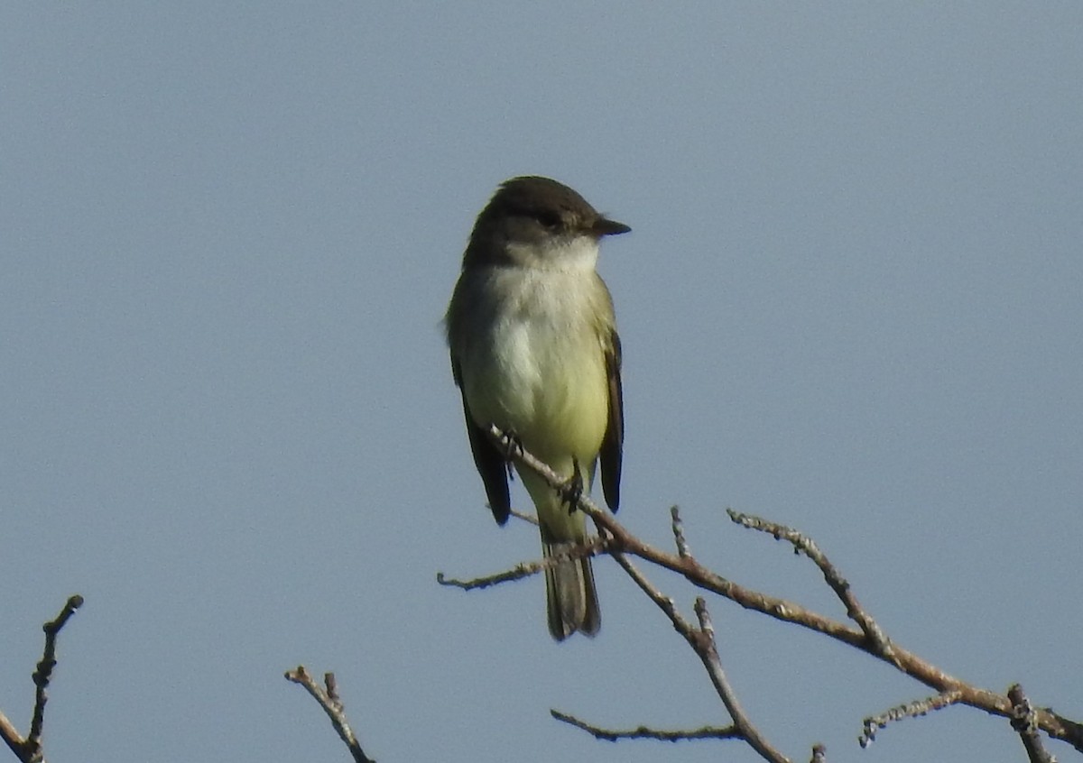 Willow Flycatcher - Shane Sater