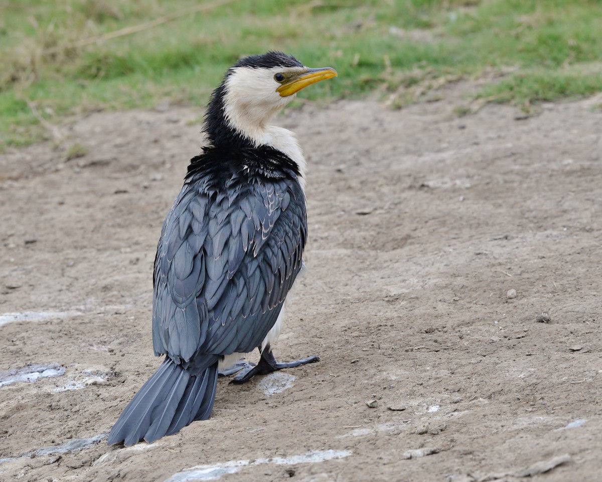 Little Pied Cormorant - ML601154561