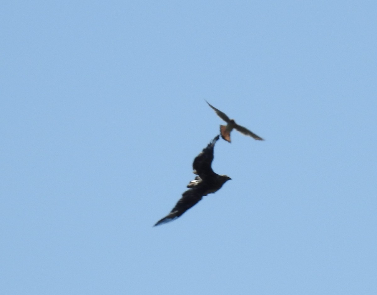 American Kestrel - ML60115471