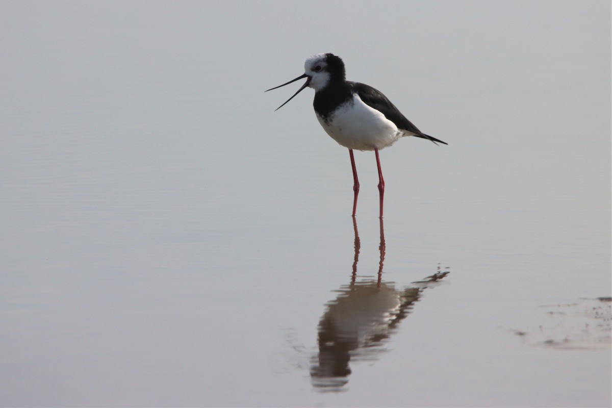 Pied x Black Stilt (hybrid) - Noah Fenwick