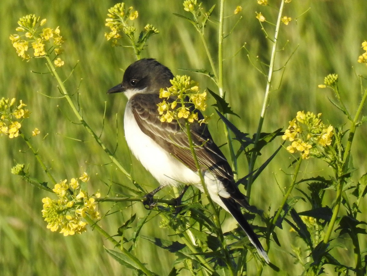 Schieferrücken-Königstyrann - ML60115481