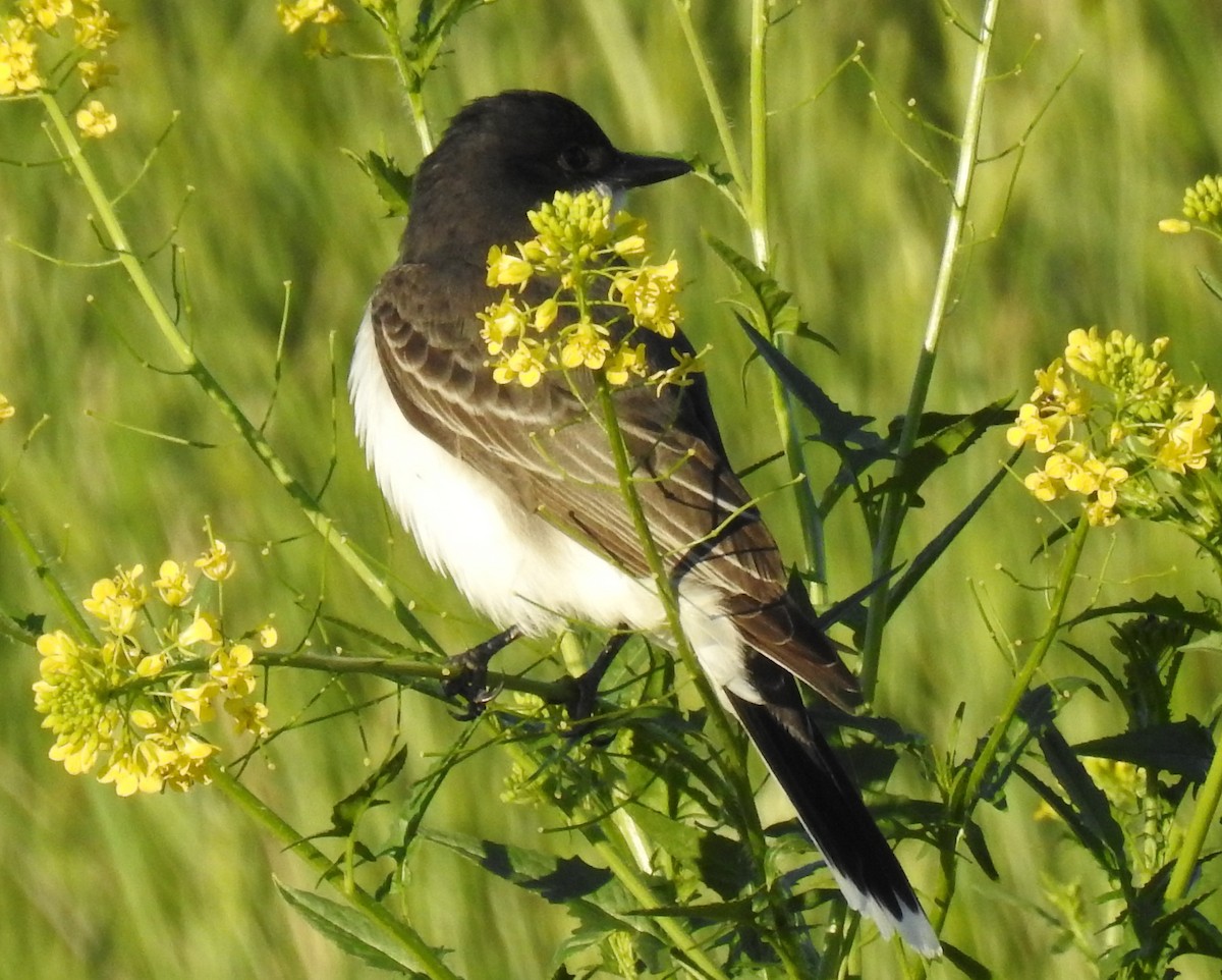 Eastern Kingbird - ML60115491