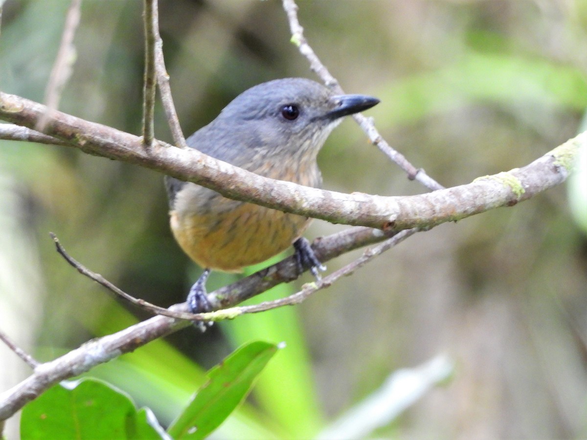 Bower's Shrikethrush - ML601155011