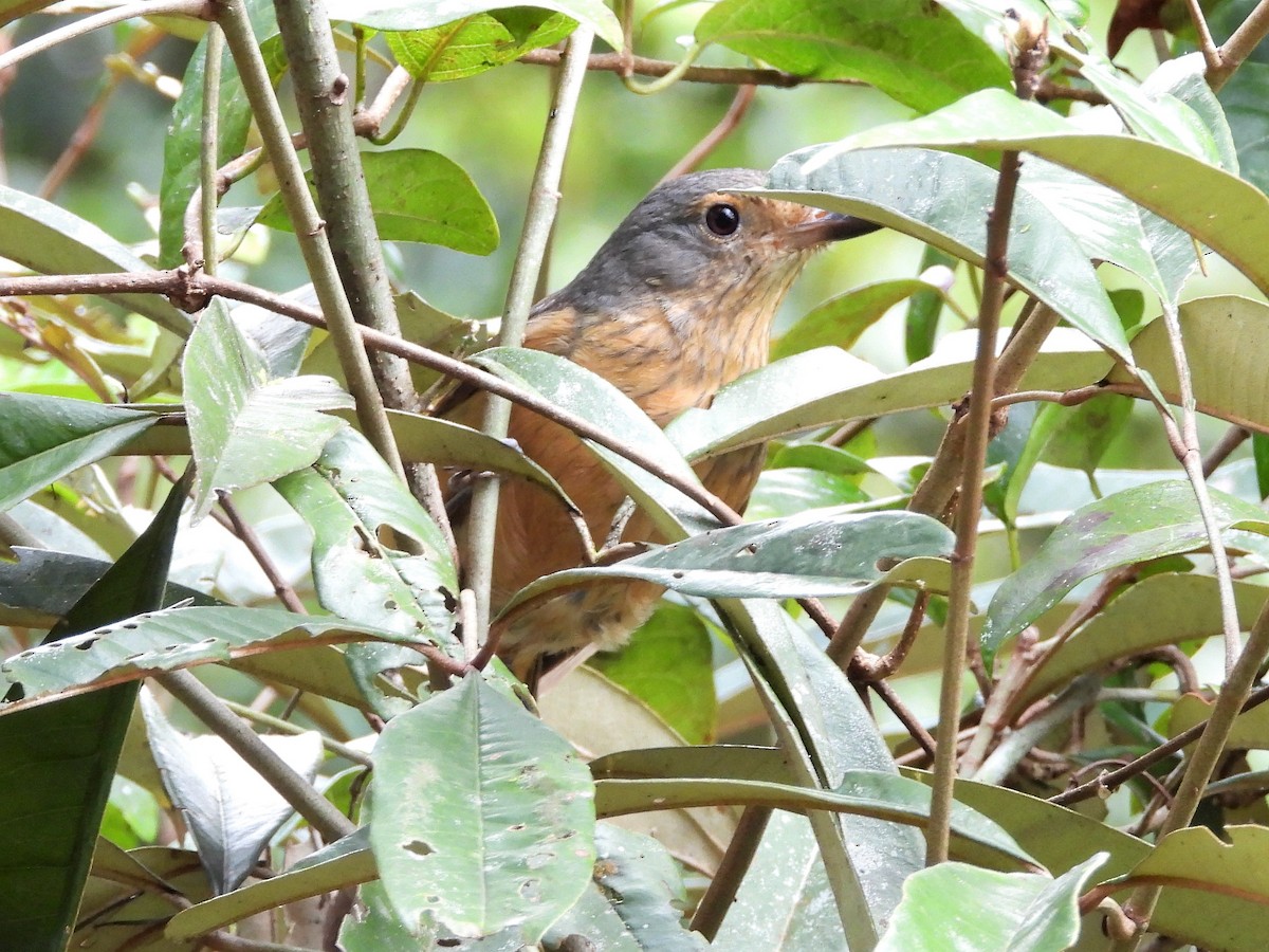 Bower's Shrikethrush - Stan Skeates