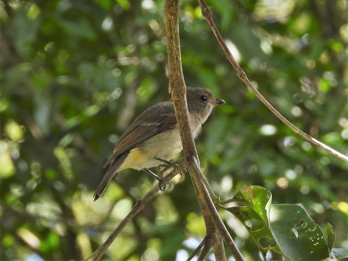 Golden Whistler - ML601155111