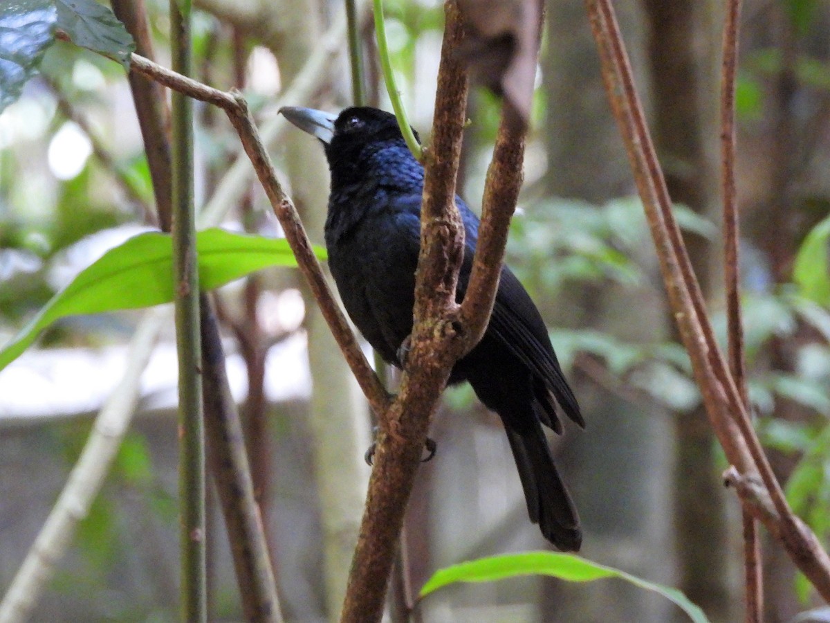 Black Butcherbird - ML601155201