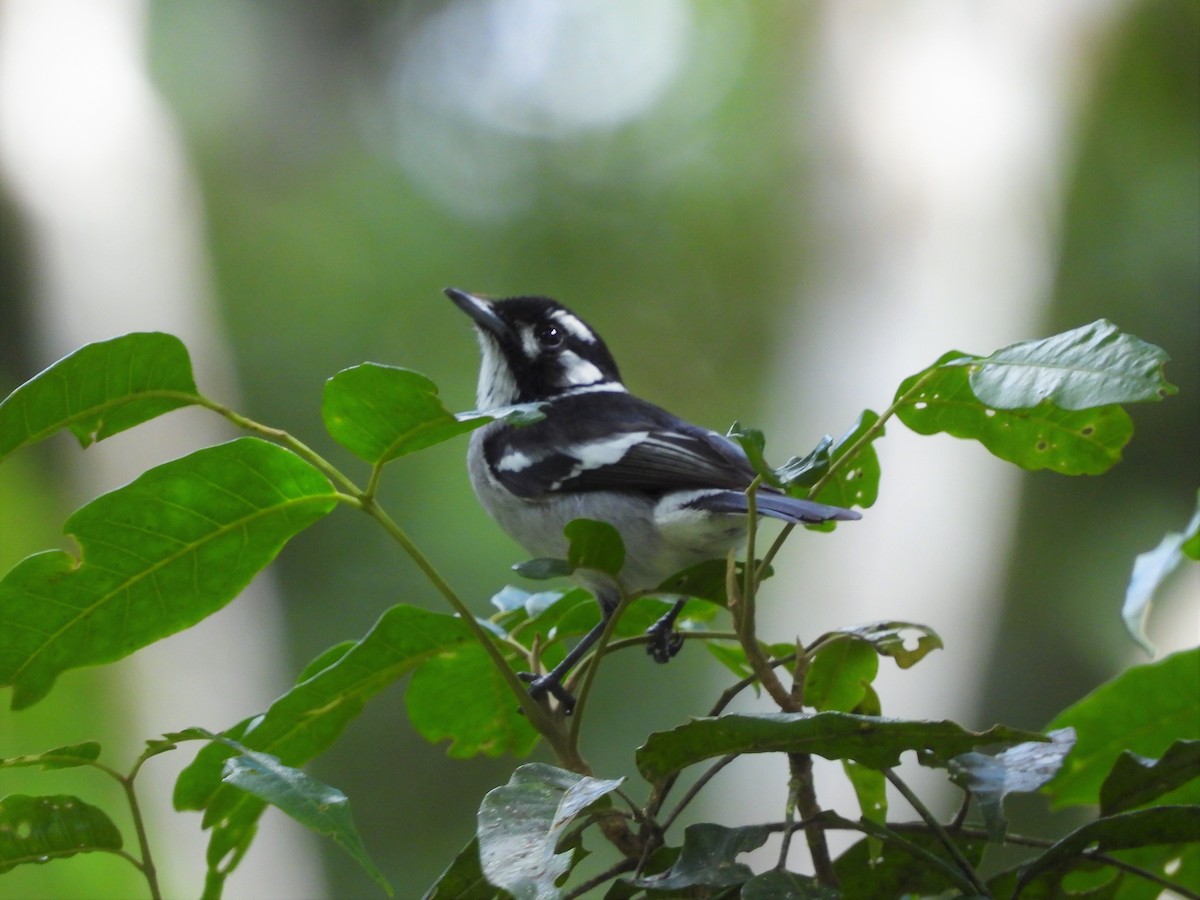 White-eared Monarch - ML601155231