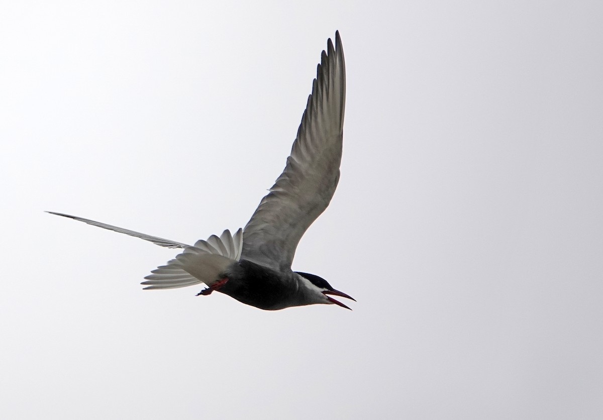 Whiskered Tern - ML601156461