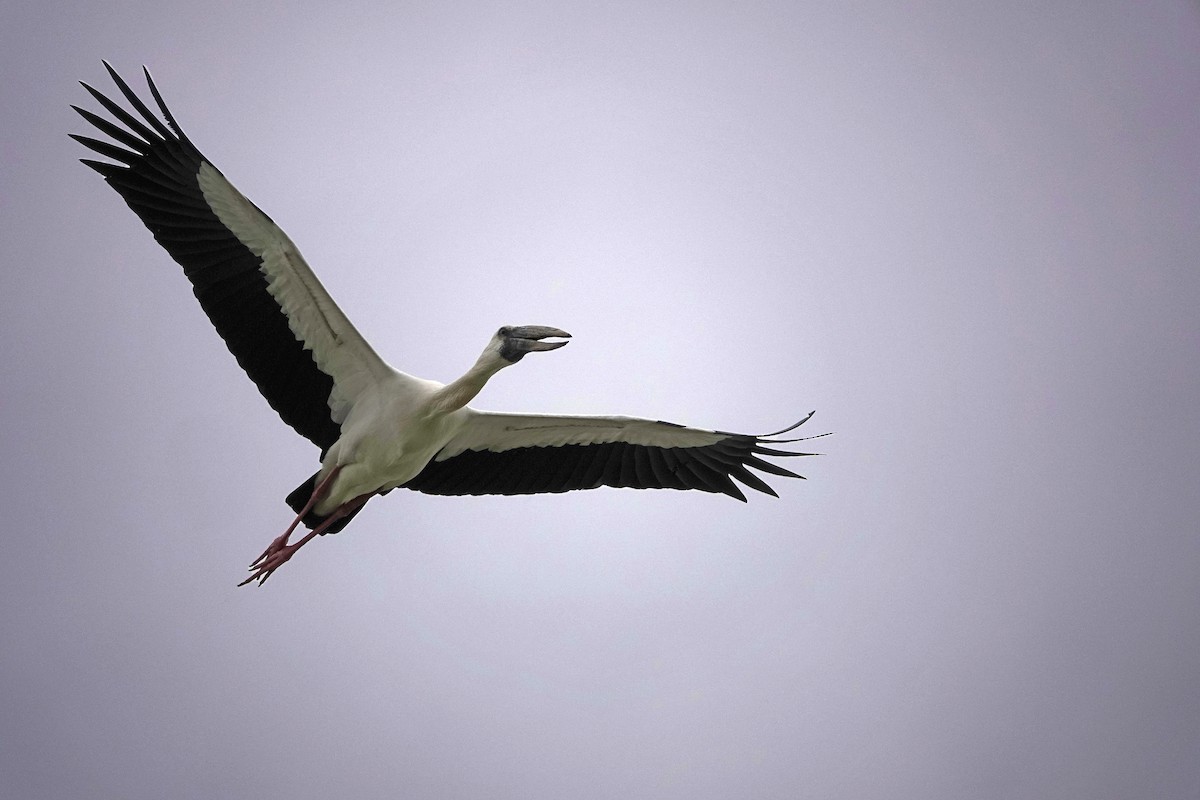 Asian Openbill - ML601156511