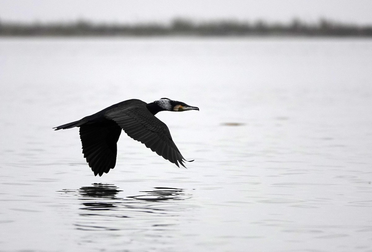 Great Cormorant - ML601156641