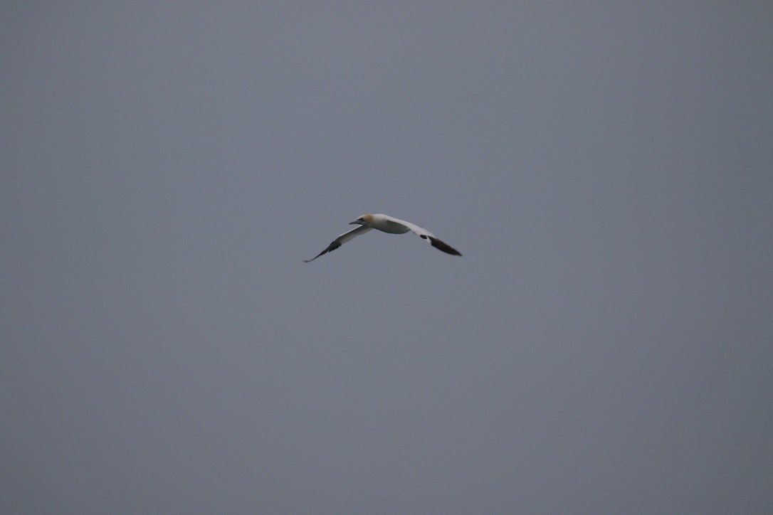 Northern Gannet - Seth Benz