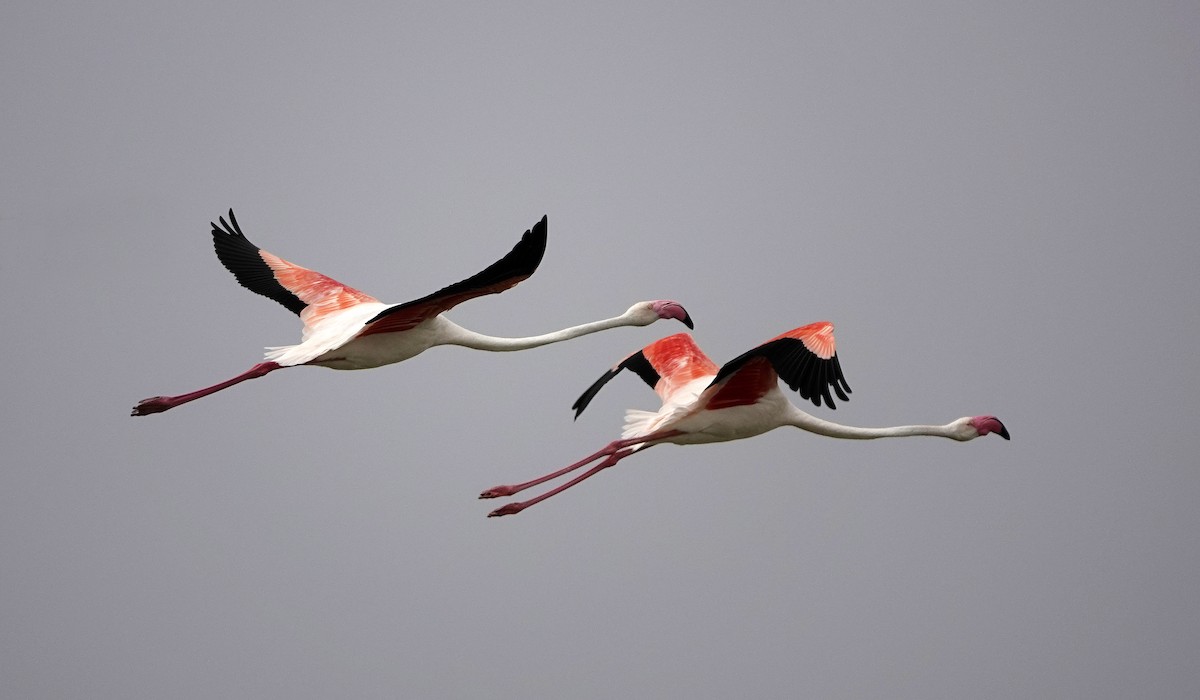 Greater Flamingo - Reginold Thankappa