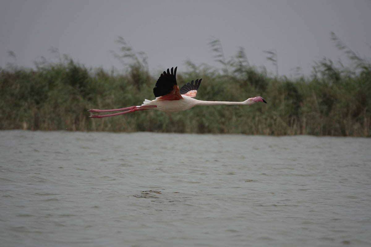 Greater Flamingo - ML601156871