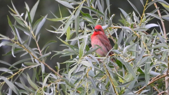 Common Rosefinch - ML601157921