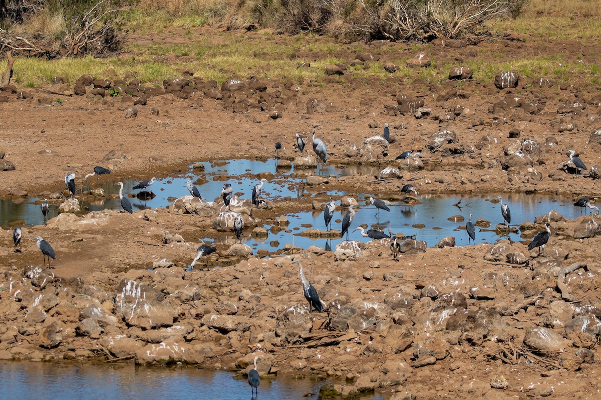 Pacific Heron - ML601158651