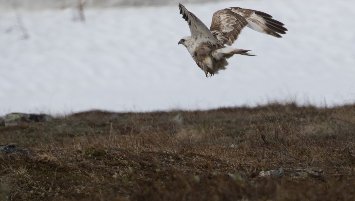 Rough-legged Hawk - ML601158711