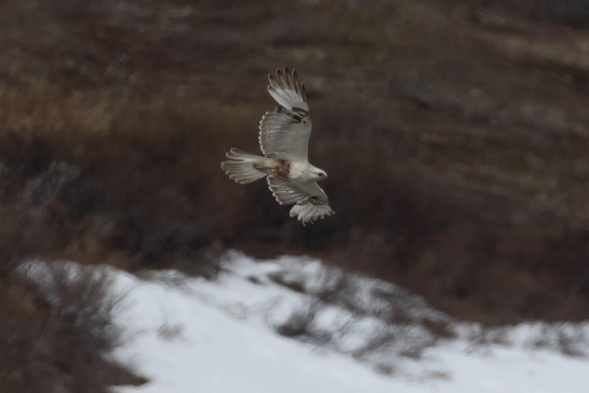 Rough-legged Hawk - ML601158731